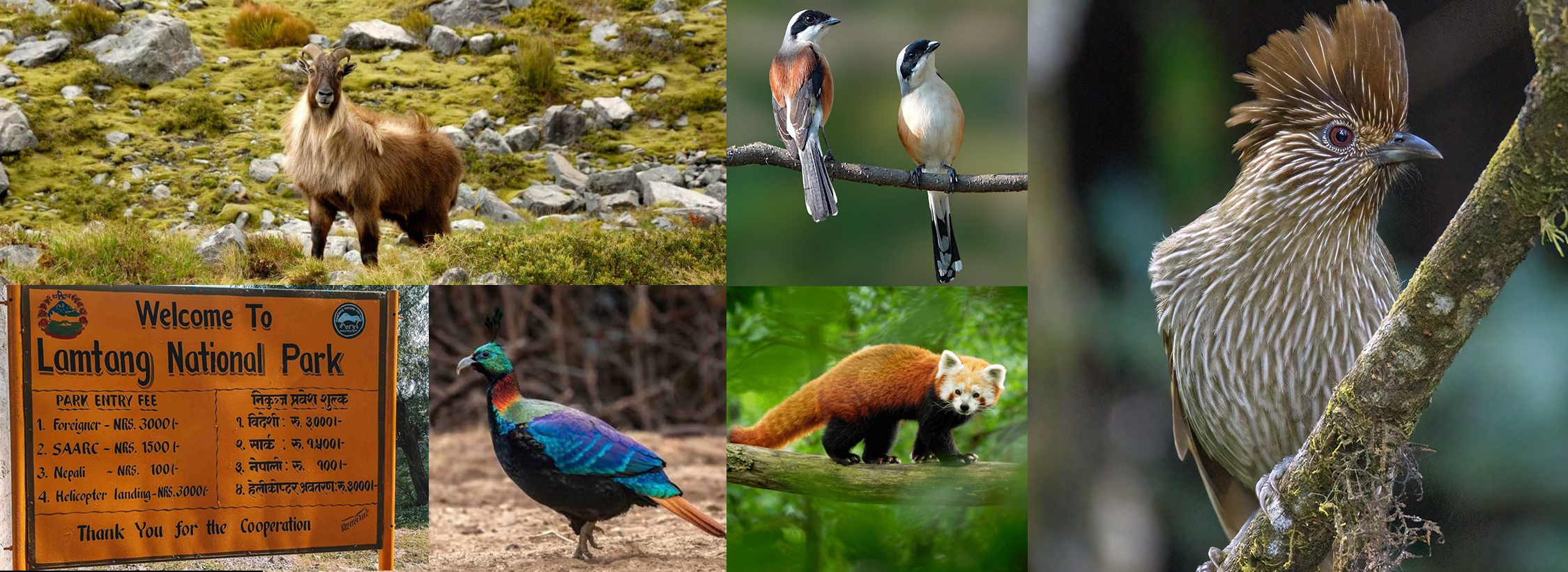 Langtang National Park_ Complete Guide to Wildlife, Permits, Trekking Routes & Everything You ...jpg