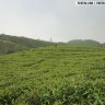 Bhotechaur Tea Garden, Kathmandu, Nepal (12 Photos)